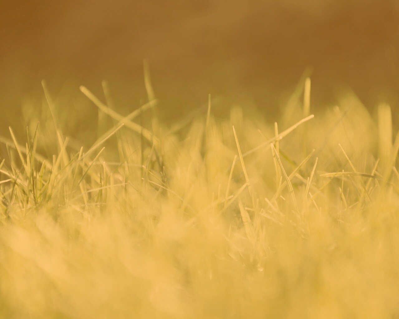 Играя солнечным светом обои