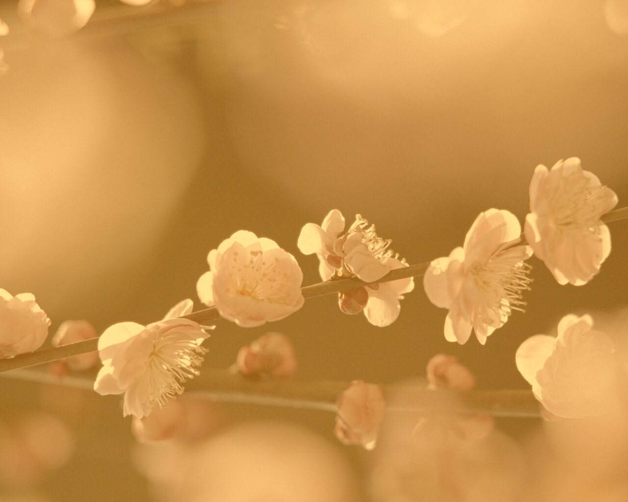 Цветущая вишня обои