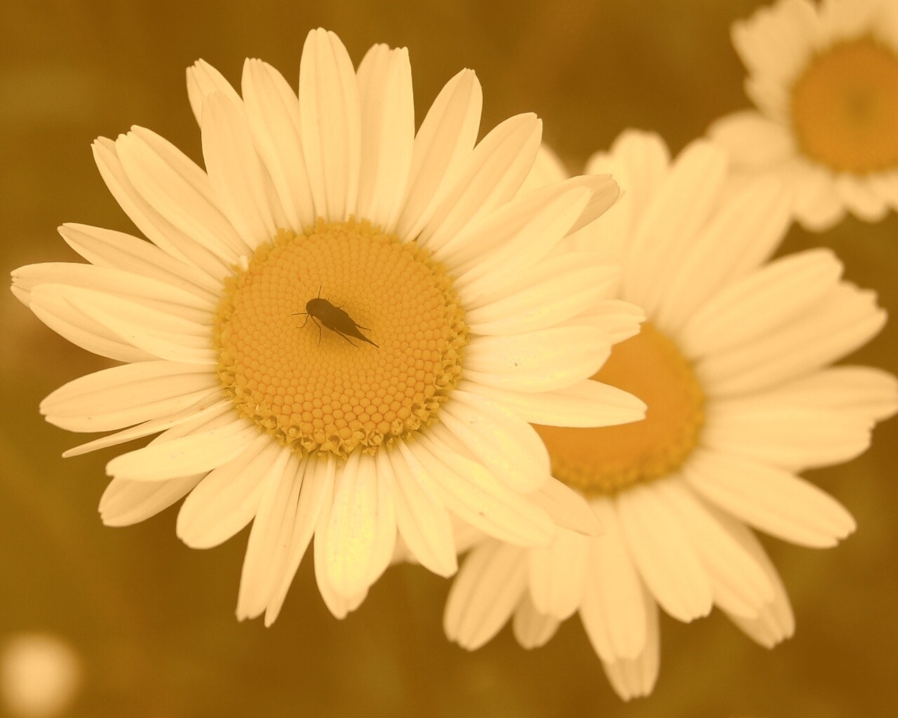 Ромашки обои