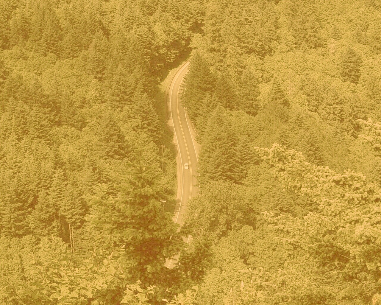 Лесная трасса обои