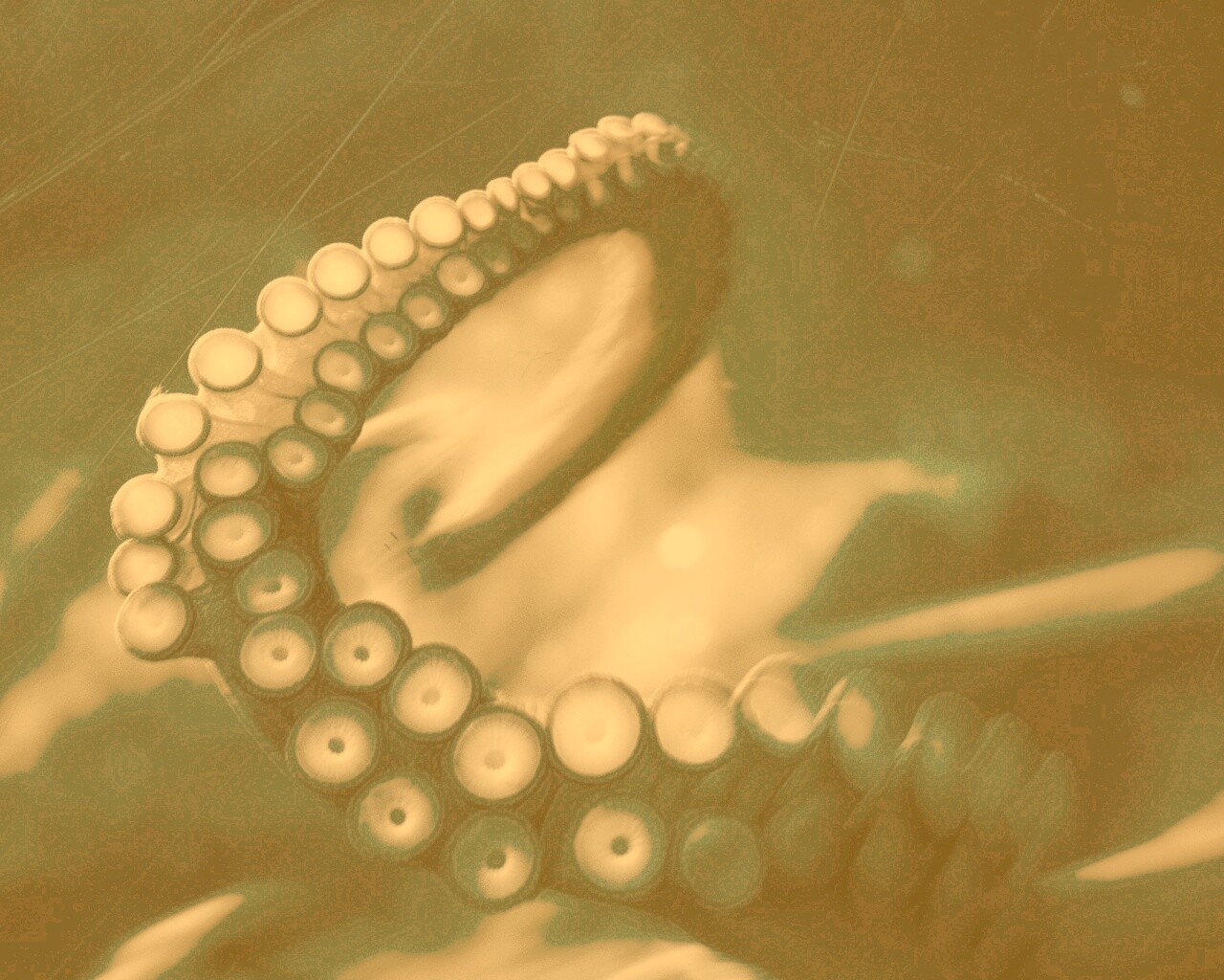 Щупальце обои