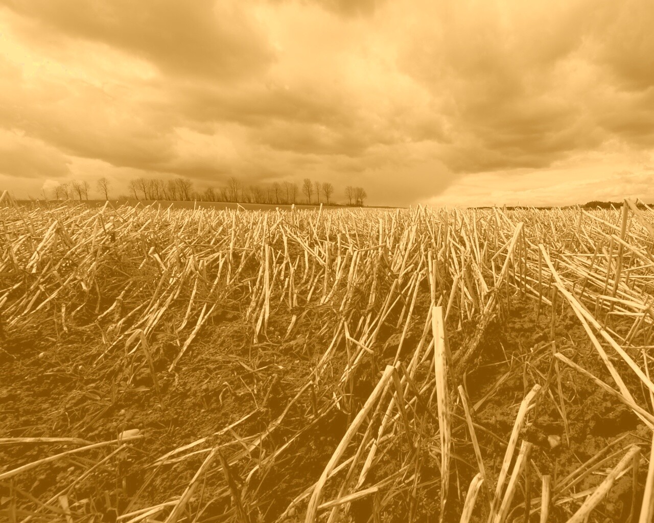 Убранное поле обои