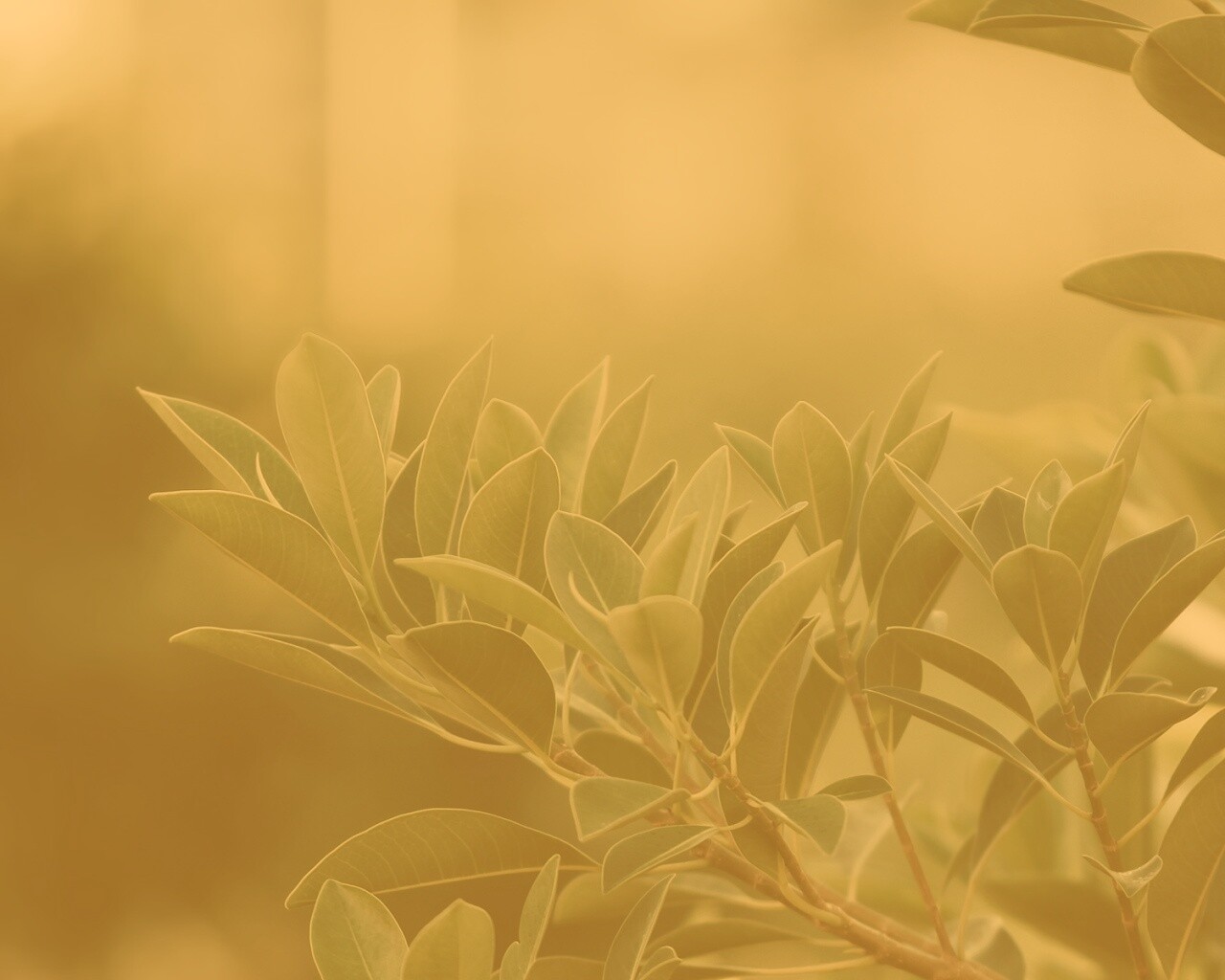 Листья обои