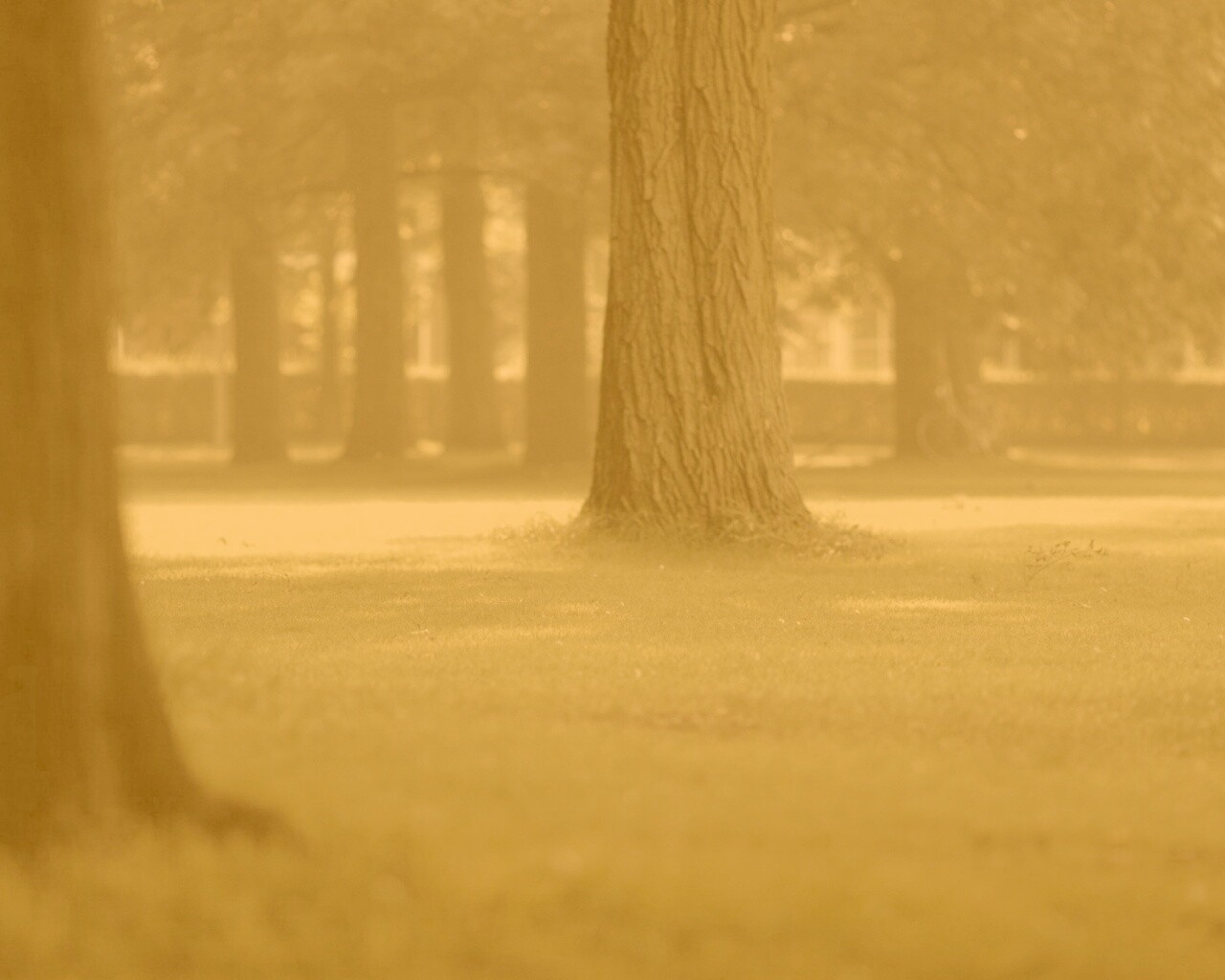 Ствол дерева обои