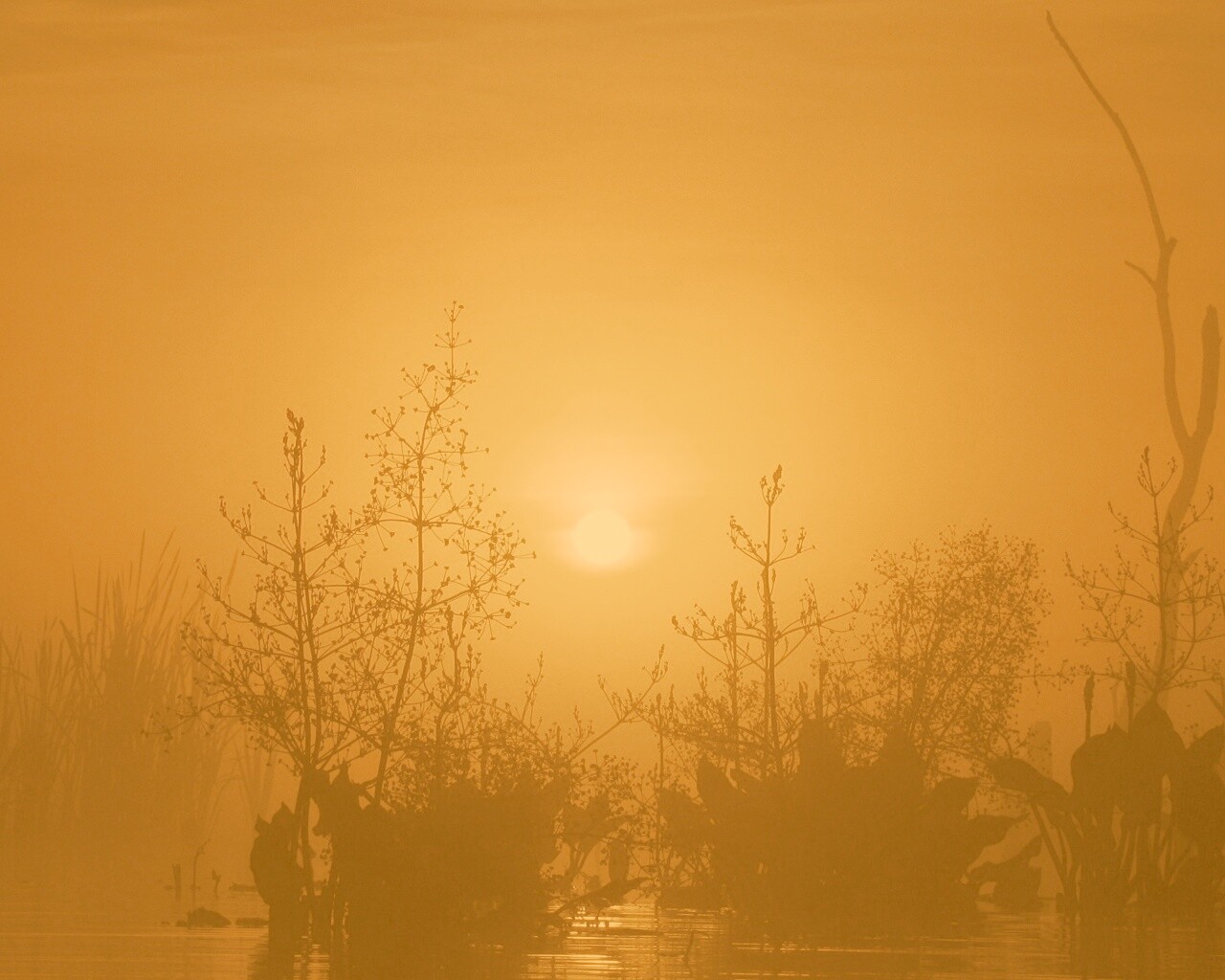 Доисторическое утро обои