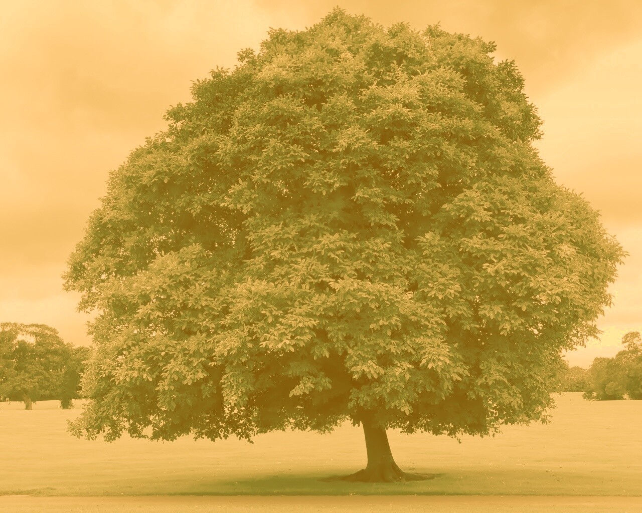 Зеленое ирландское дерево обои