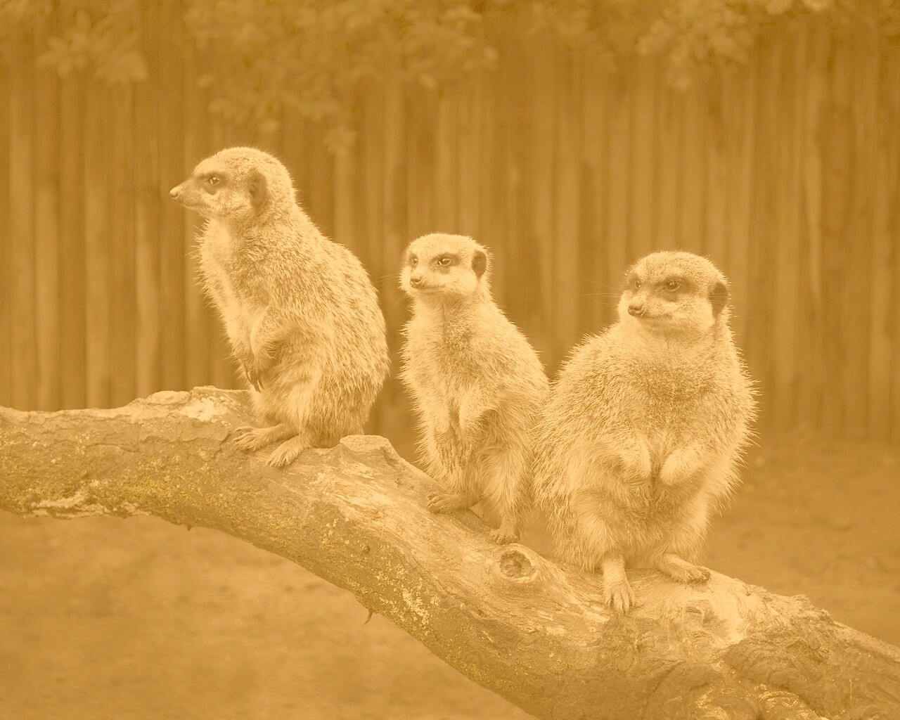 В дозоре обои