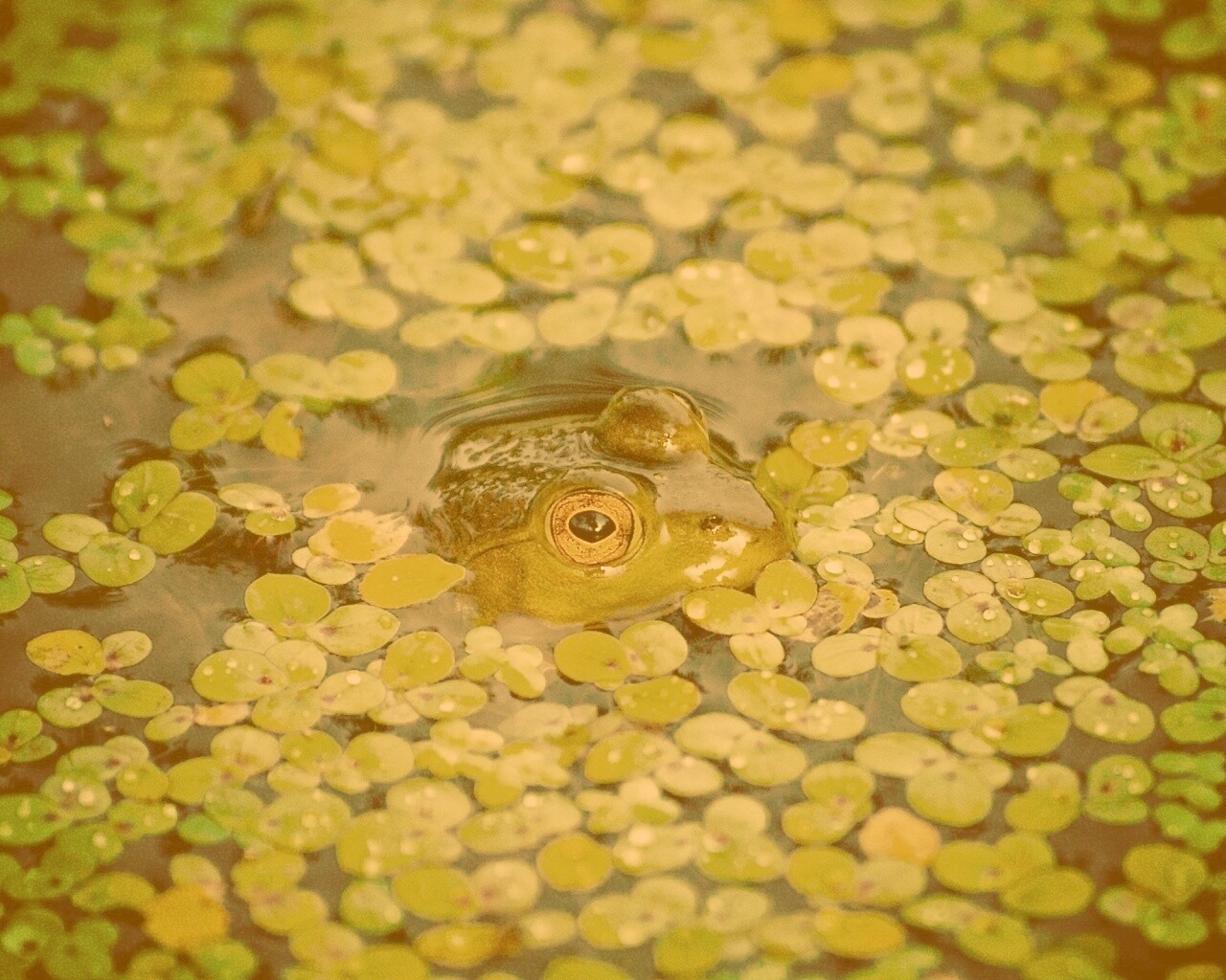 Маленькая лягушка обои