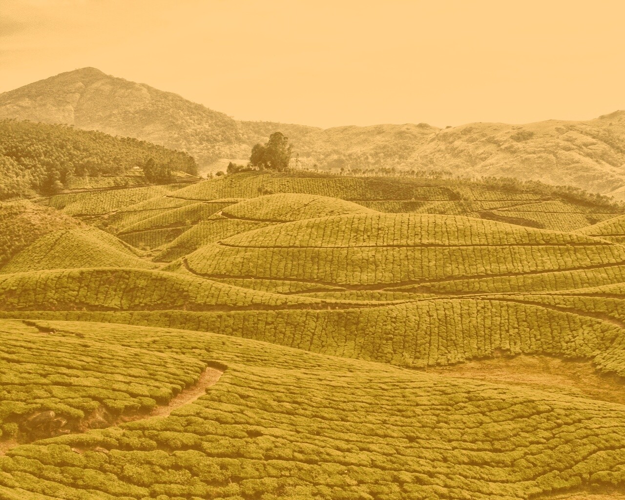 Плантации в Индии обои