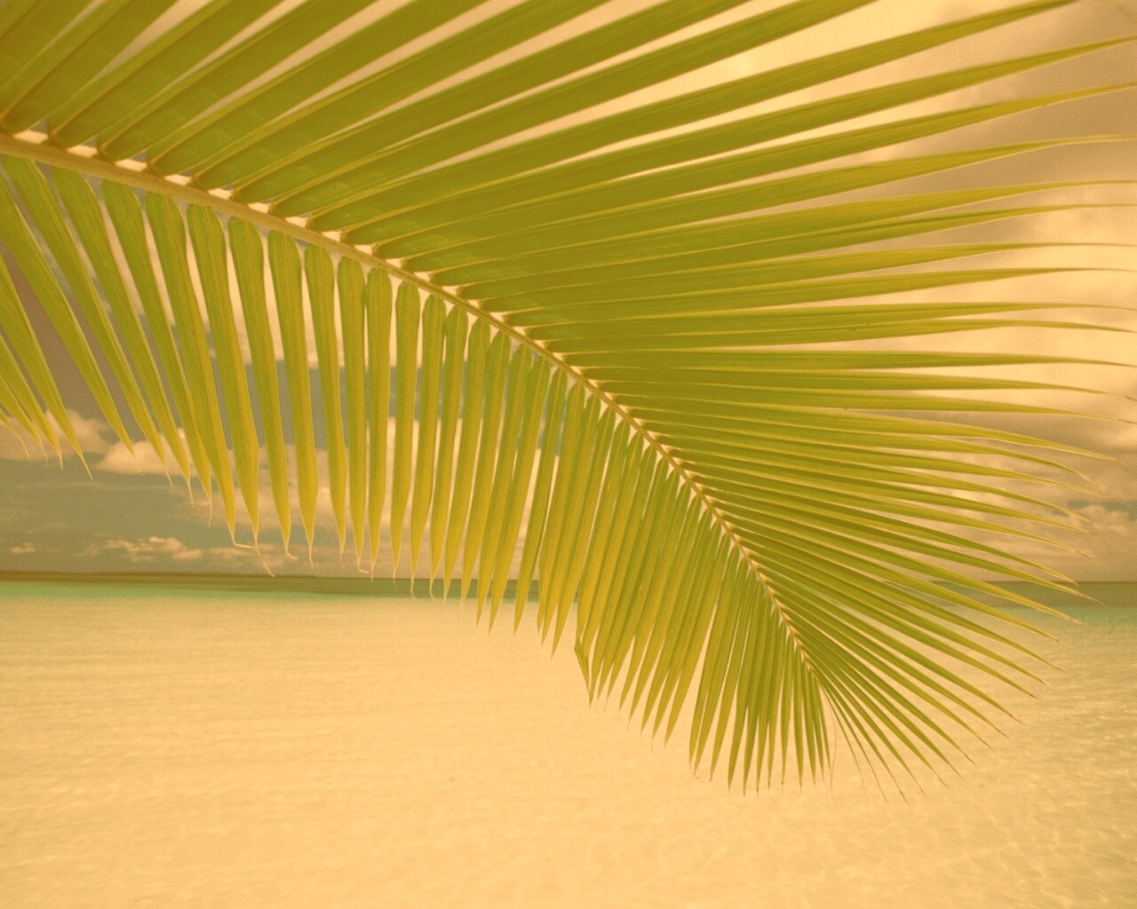 Пальмовый лист обои
