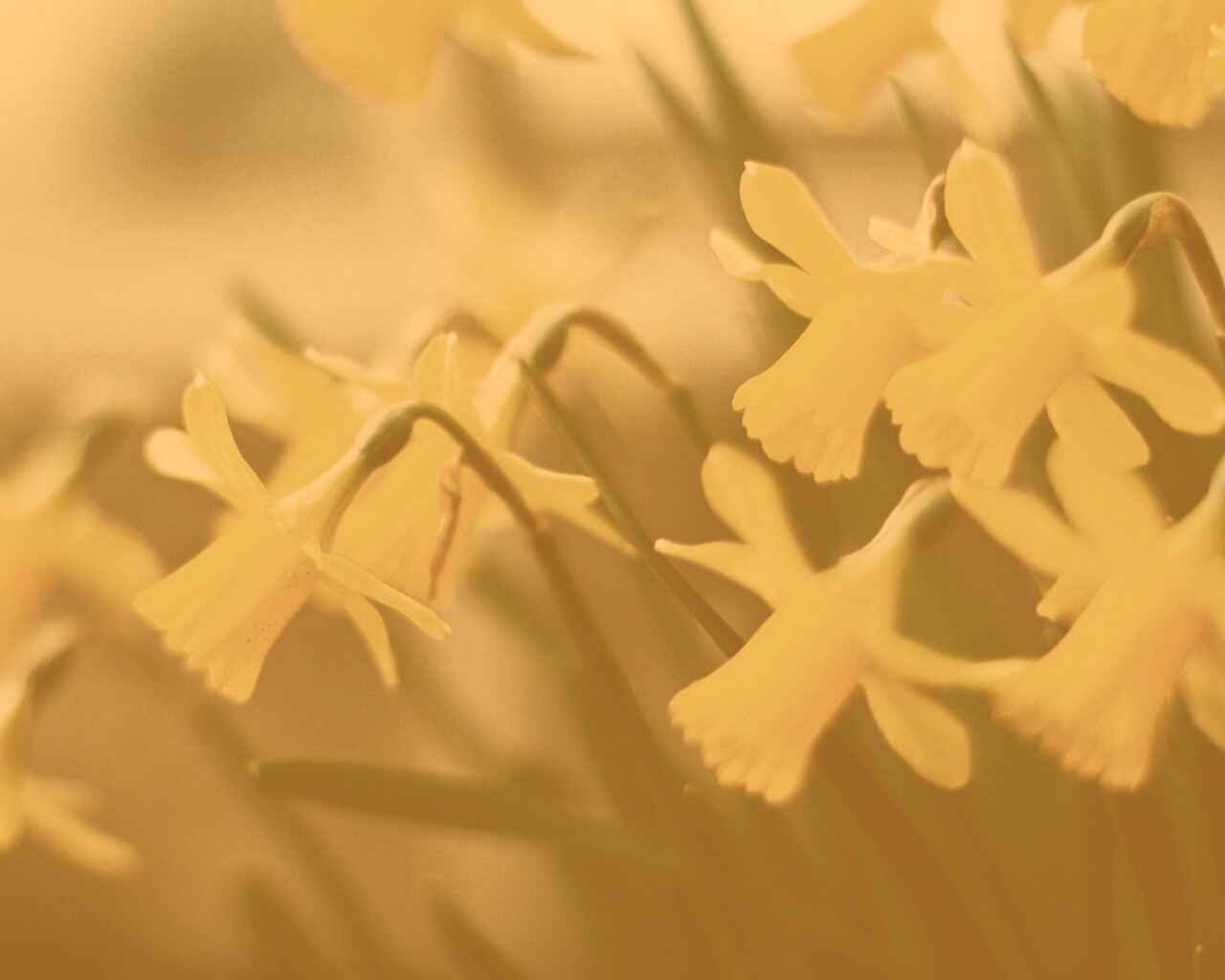 Нарциссы обои