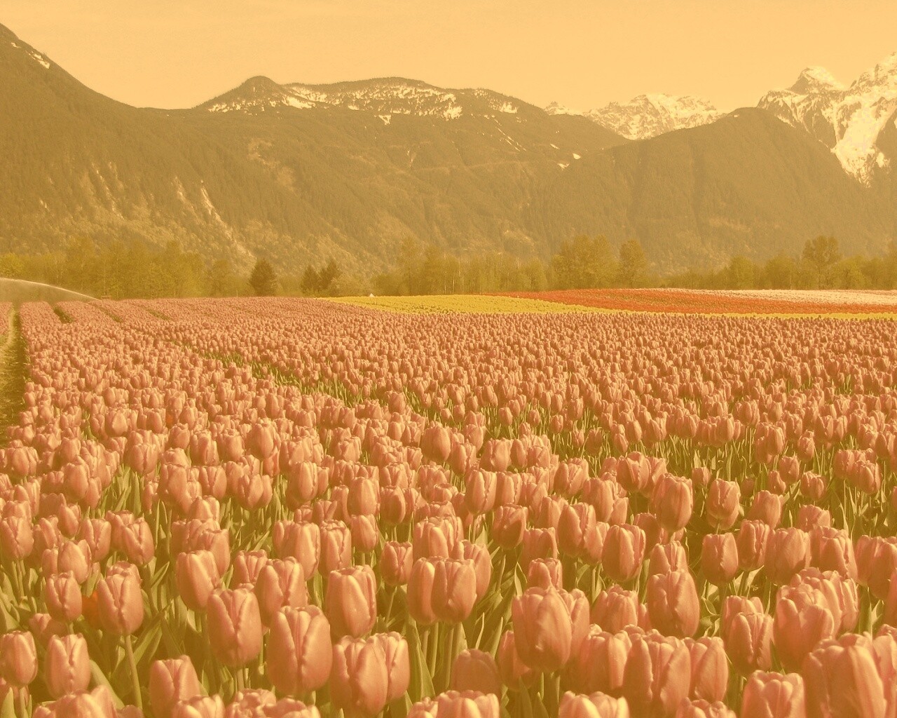 Поле тюльпанов обои