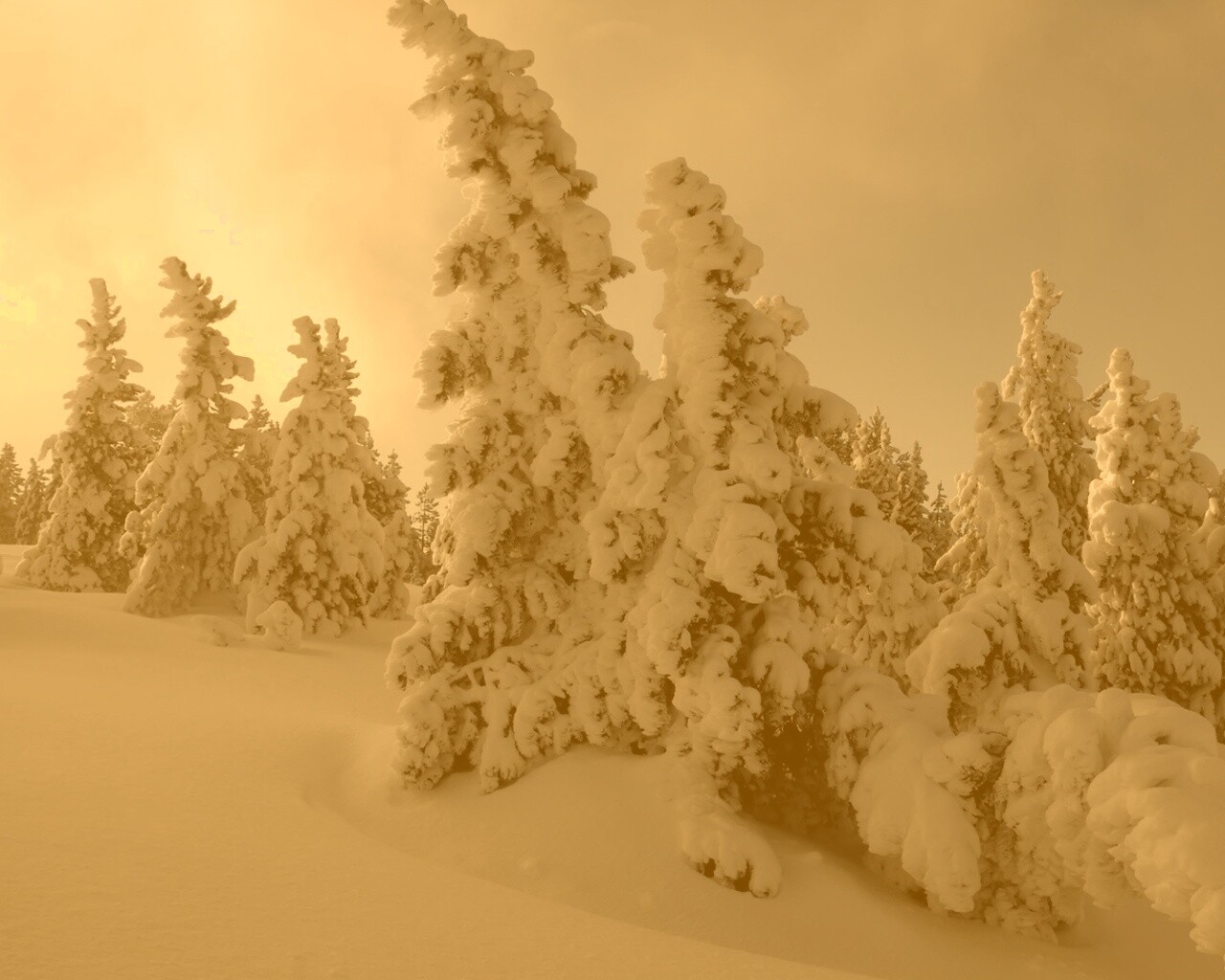 Ели в снегу обои