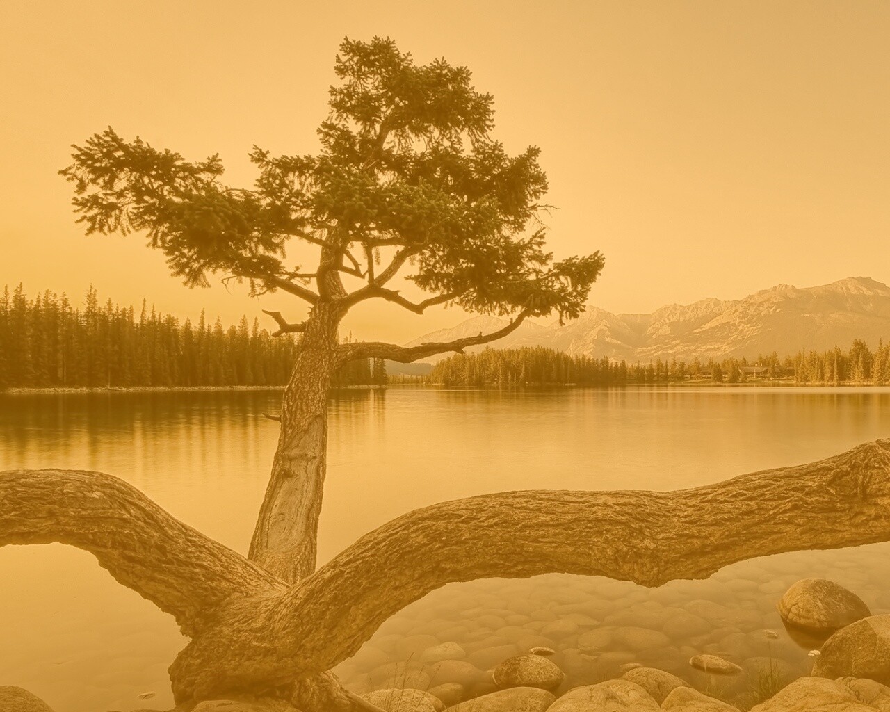 Дерево у горного озера обои