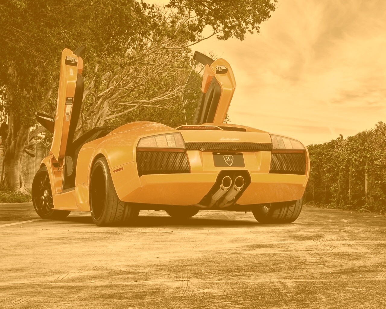 Оранжевая Мюрселаго обои