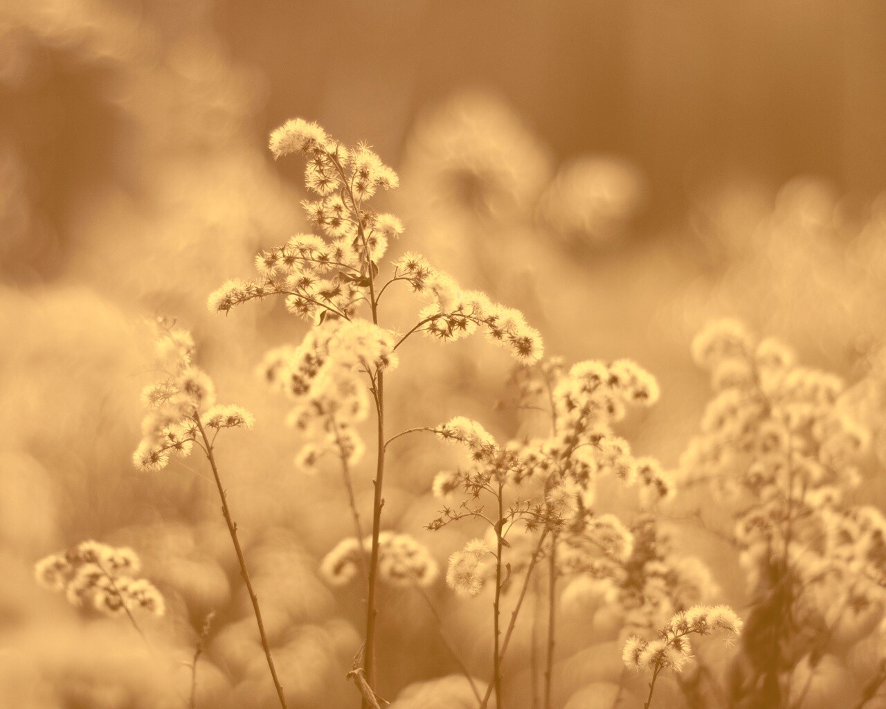 Сиреневые цветы обои