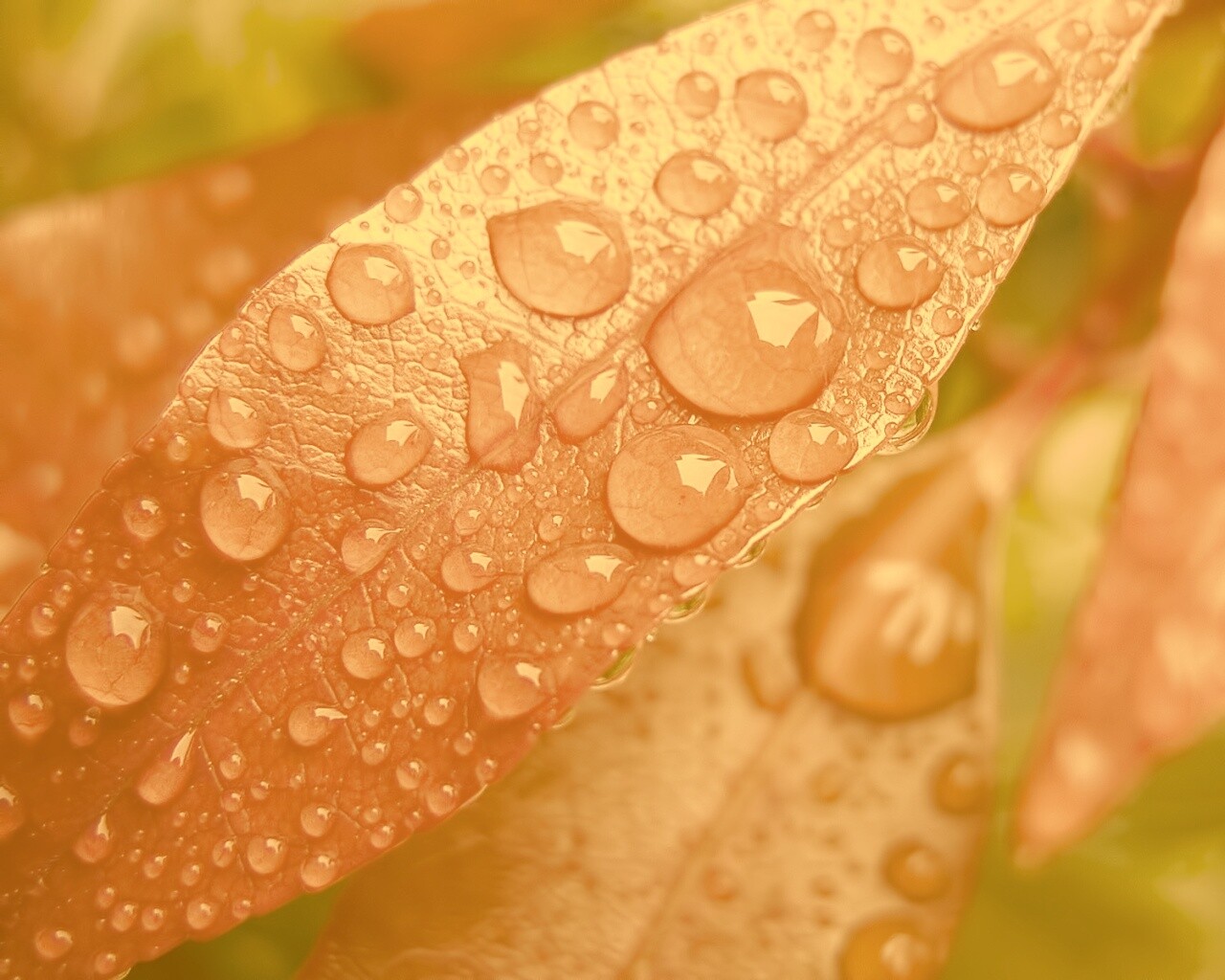 Капли росы на красных листьях обои