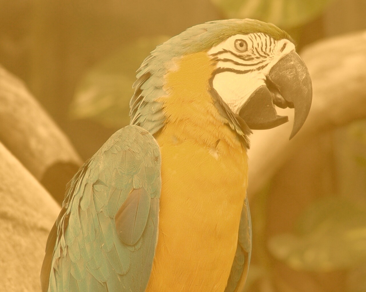 Разноцветынй попугай обои