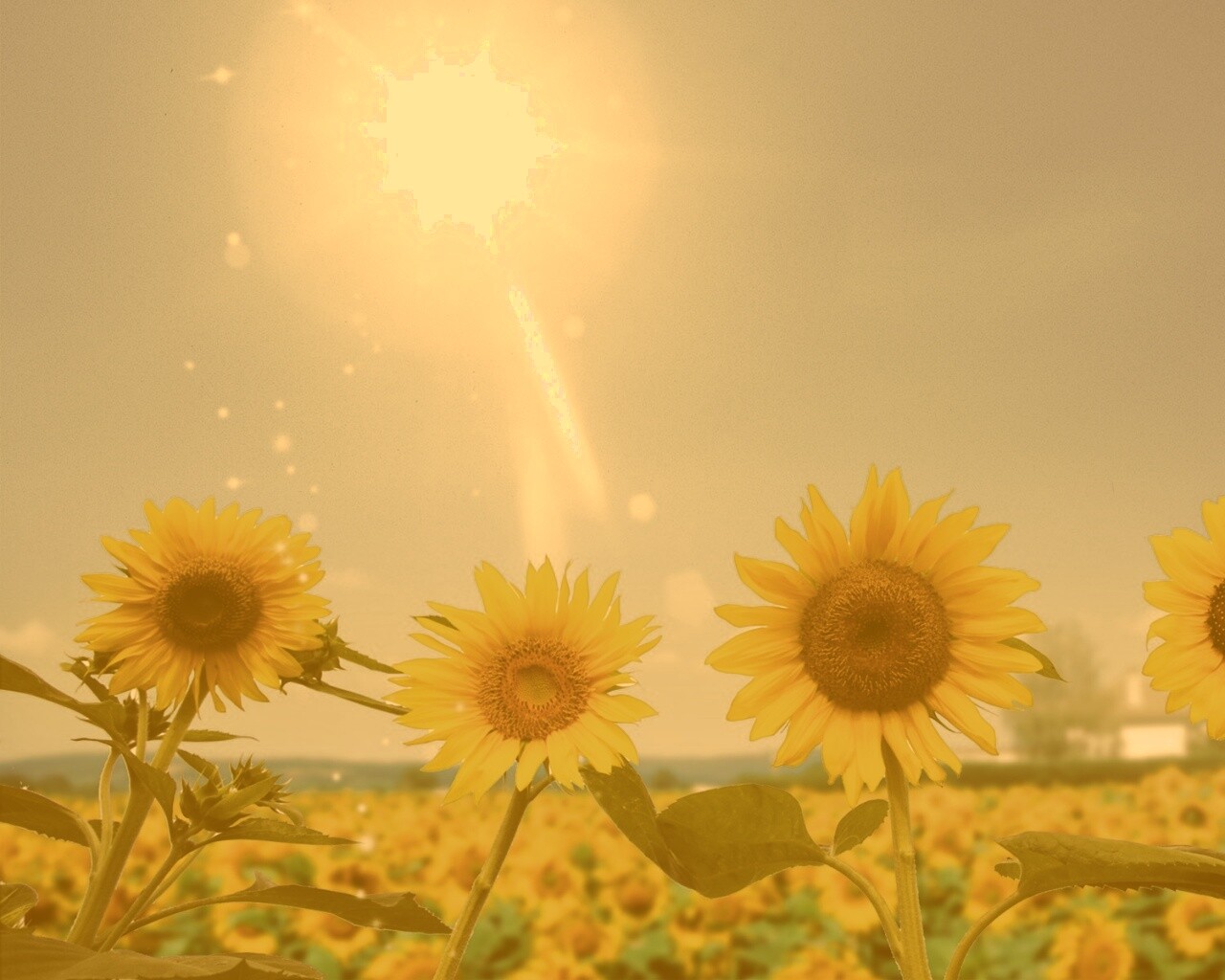 Подсолнухи не смотрят на солнце обои