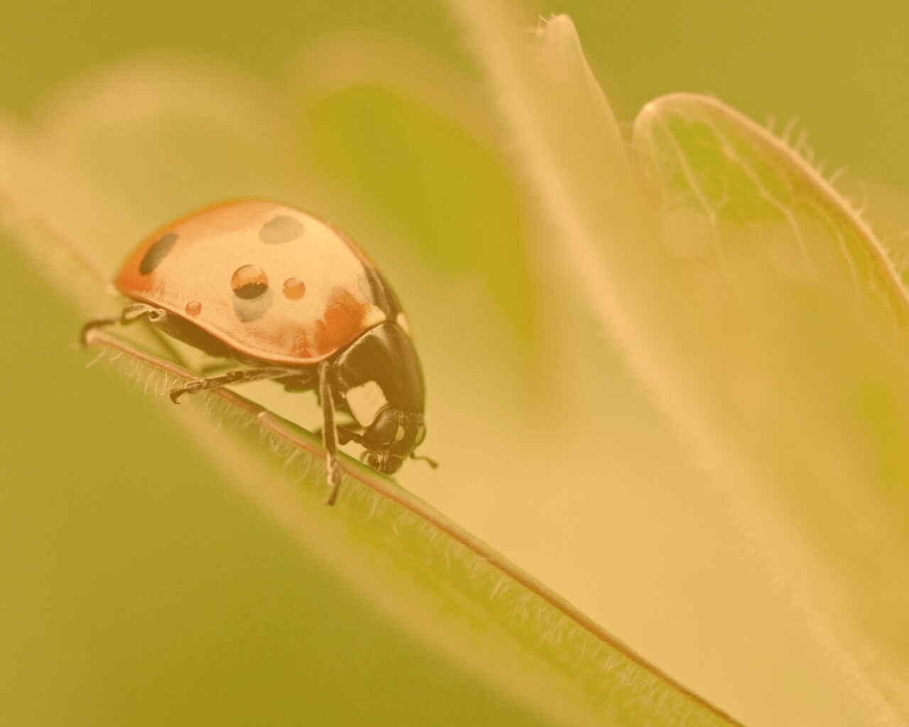 Божья коровка обои