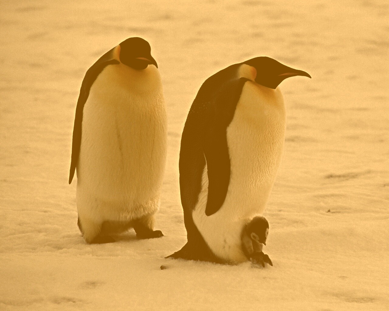 Семья пингвинов обои