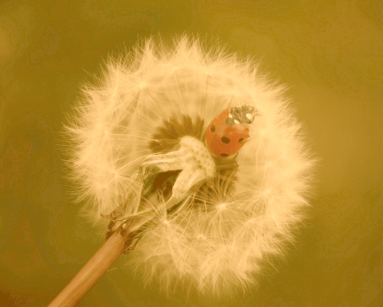 Божья коровка на одуванчике обои