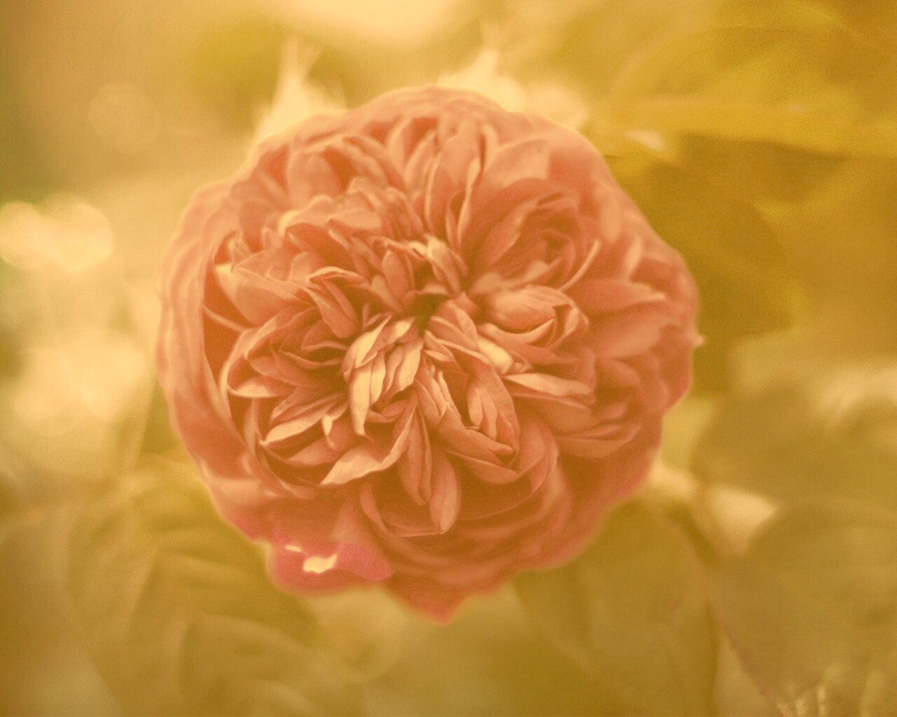 Клевер крупным планом обои