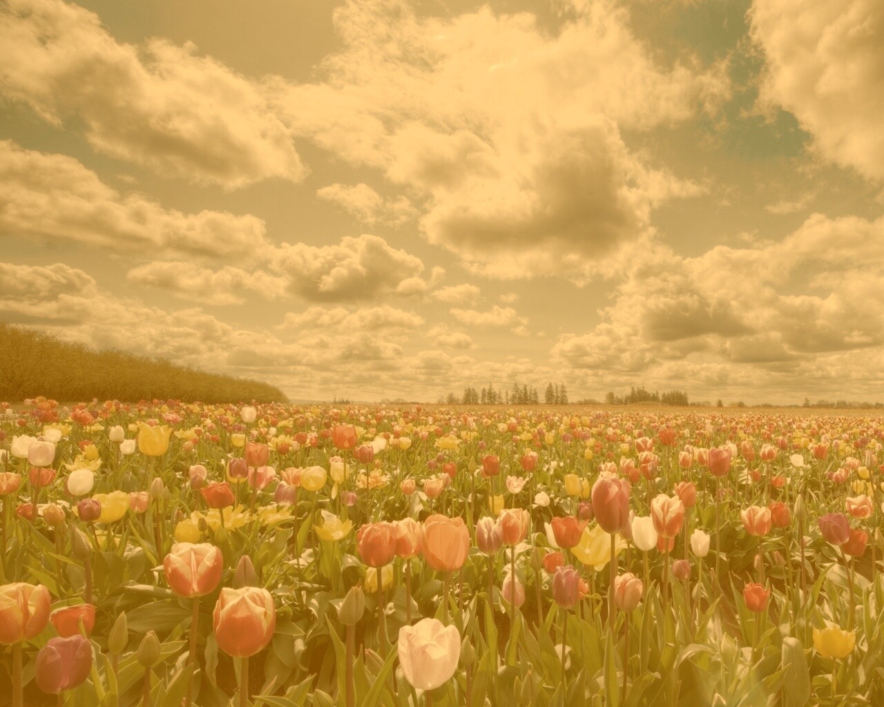 Поле тюльпанов обои