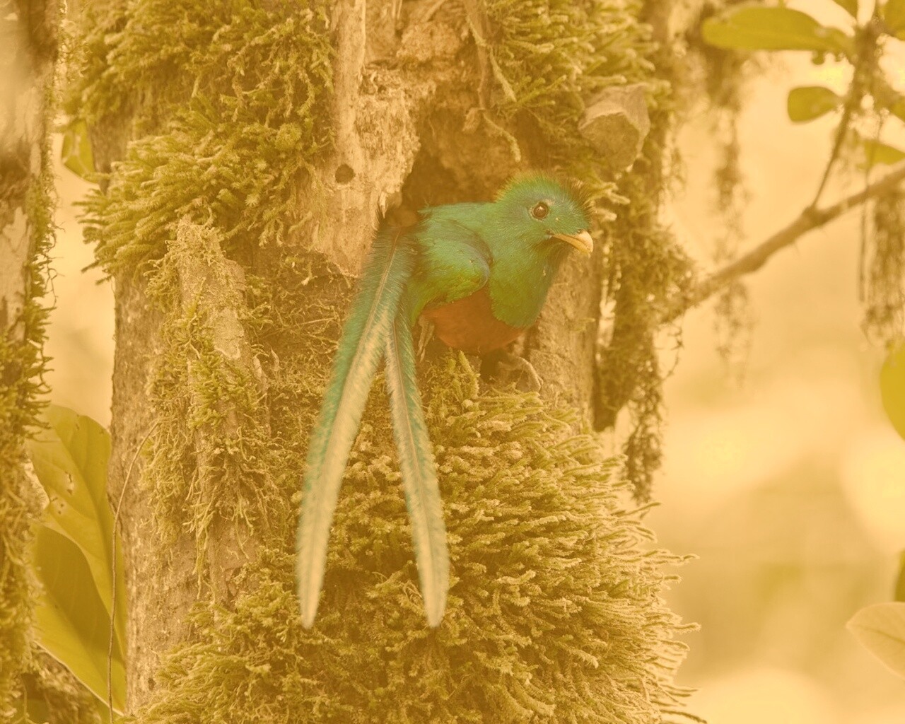 Райская птица в дупле обои