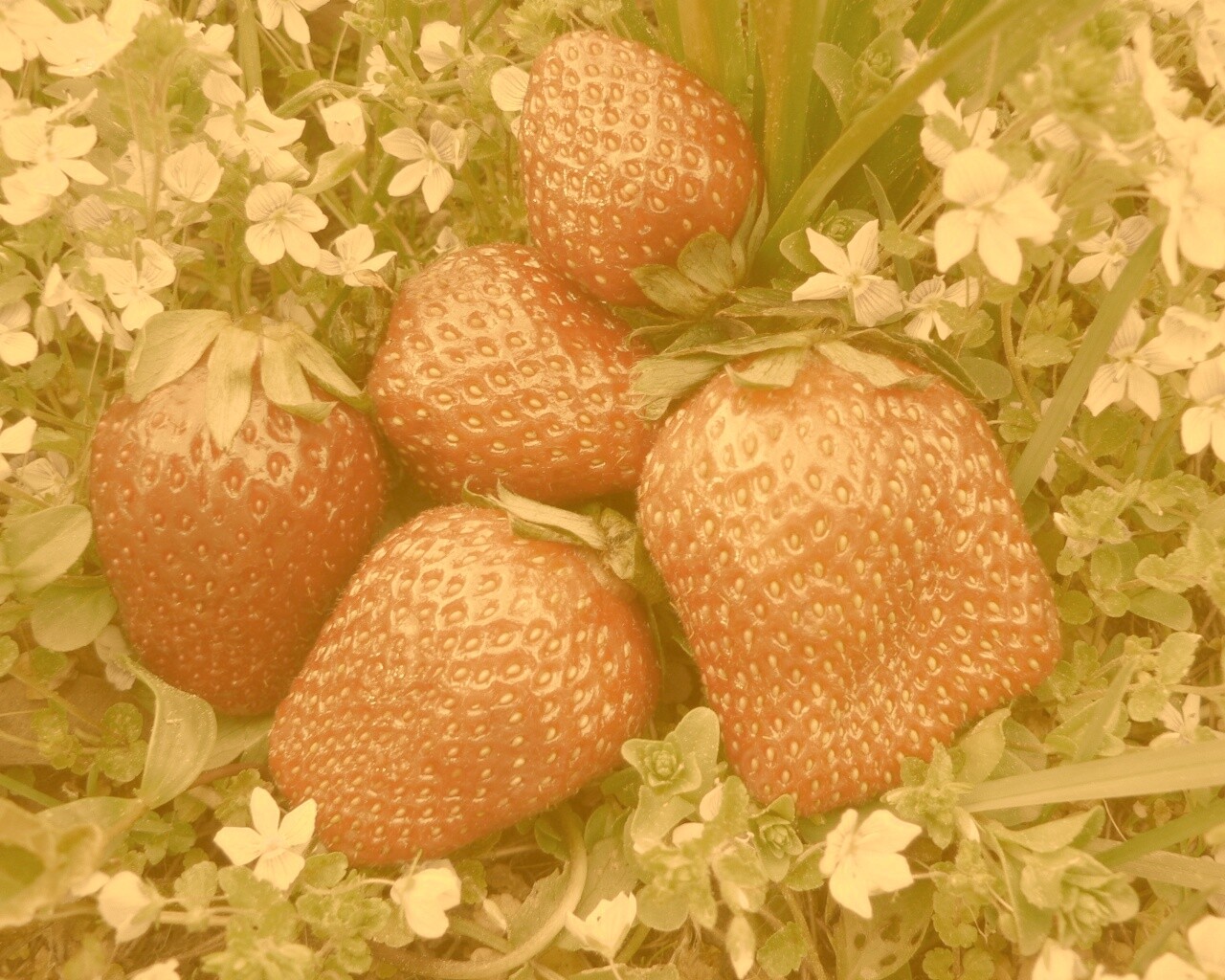 Клубника обои