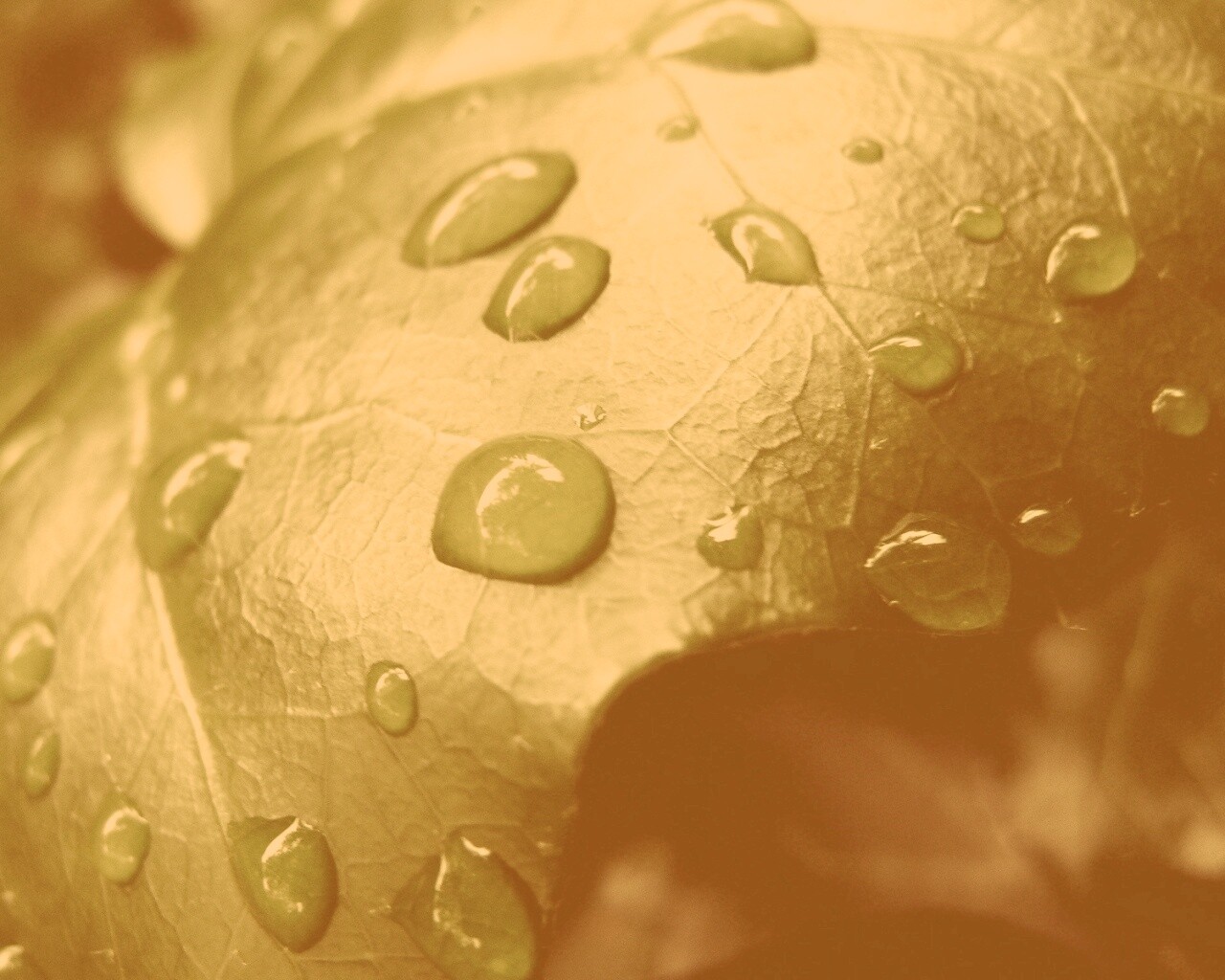 Капли росы на листе обои