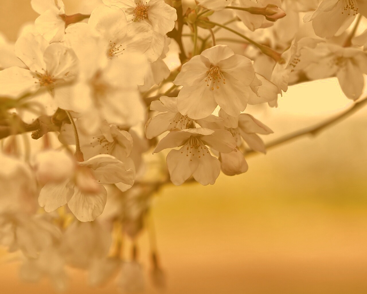 Цветение вишни обои