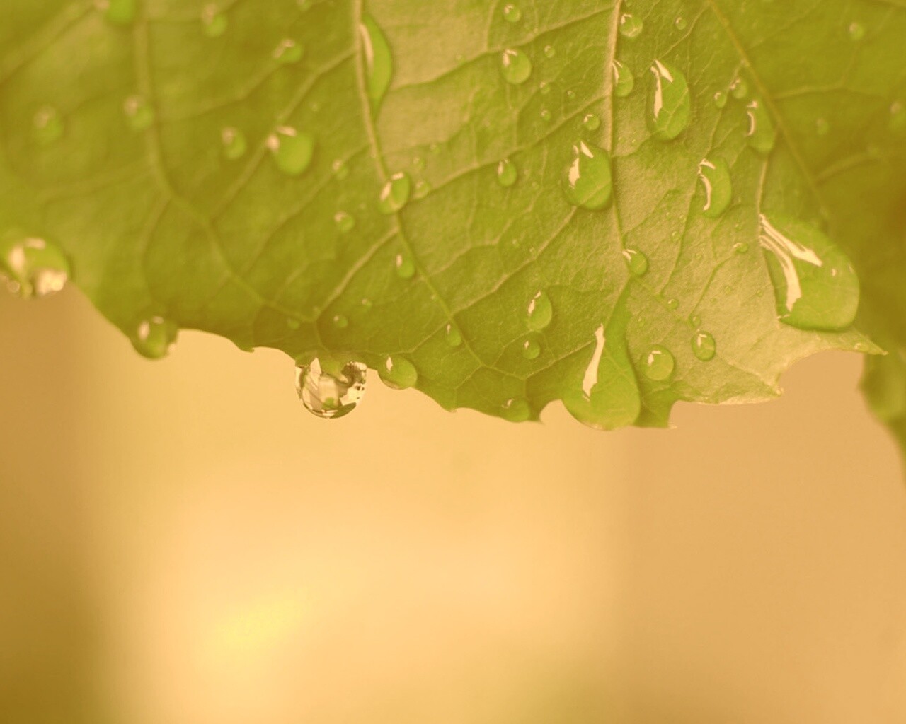 Роса на листе в макро обои