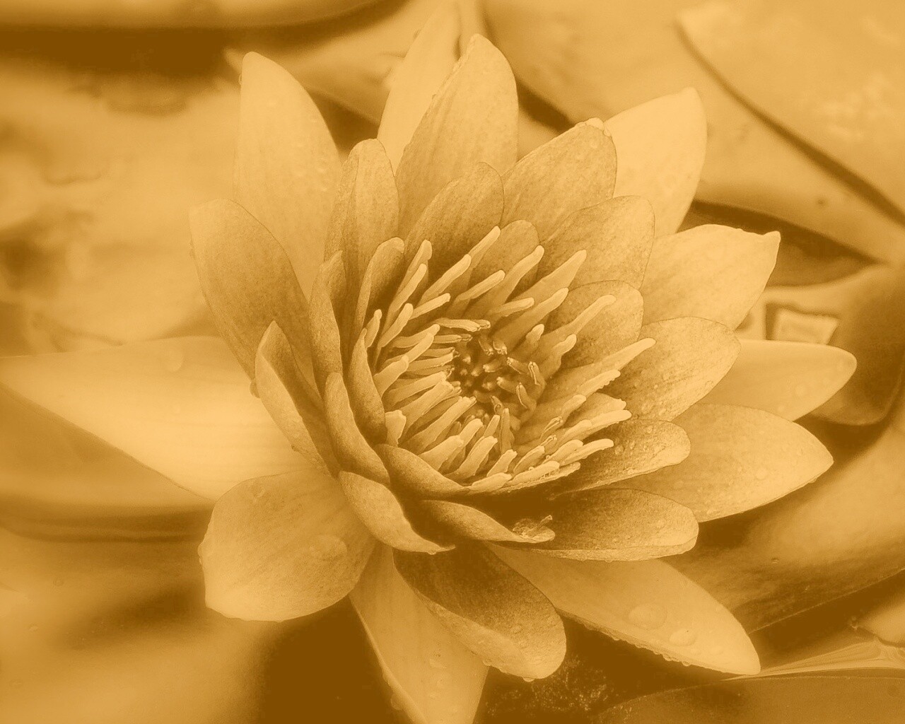 Кувшинка обои