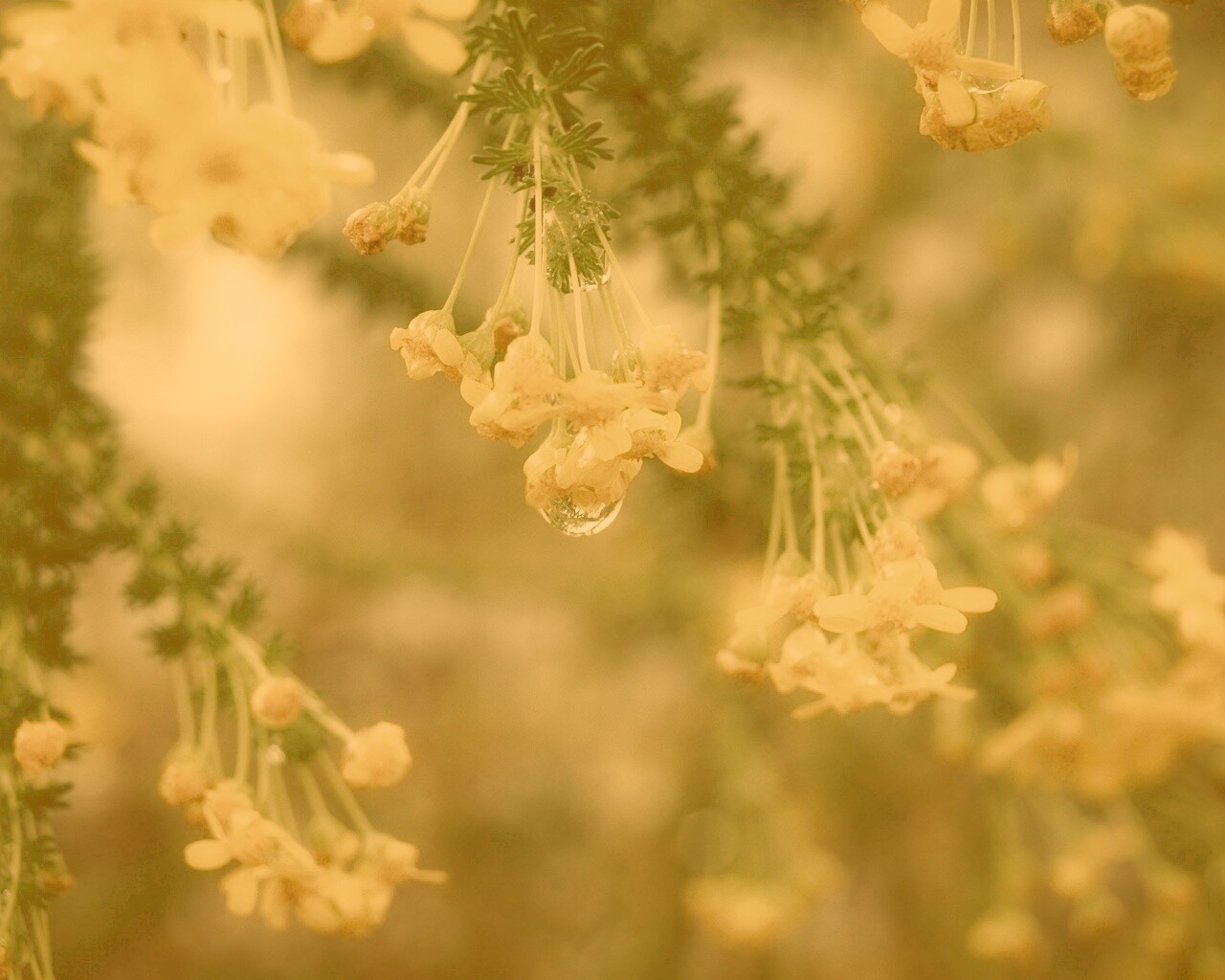 Жёлтые цветочки на ветке обои