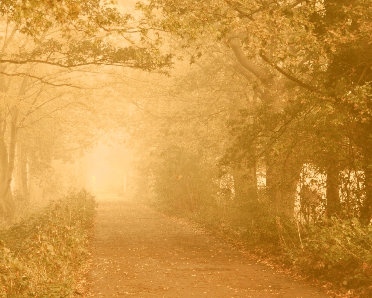 Парковая дорожка обои