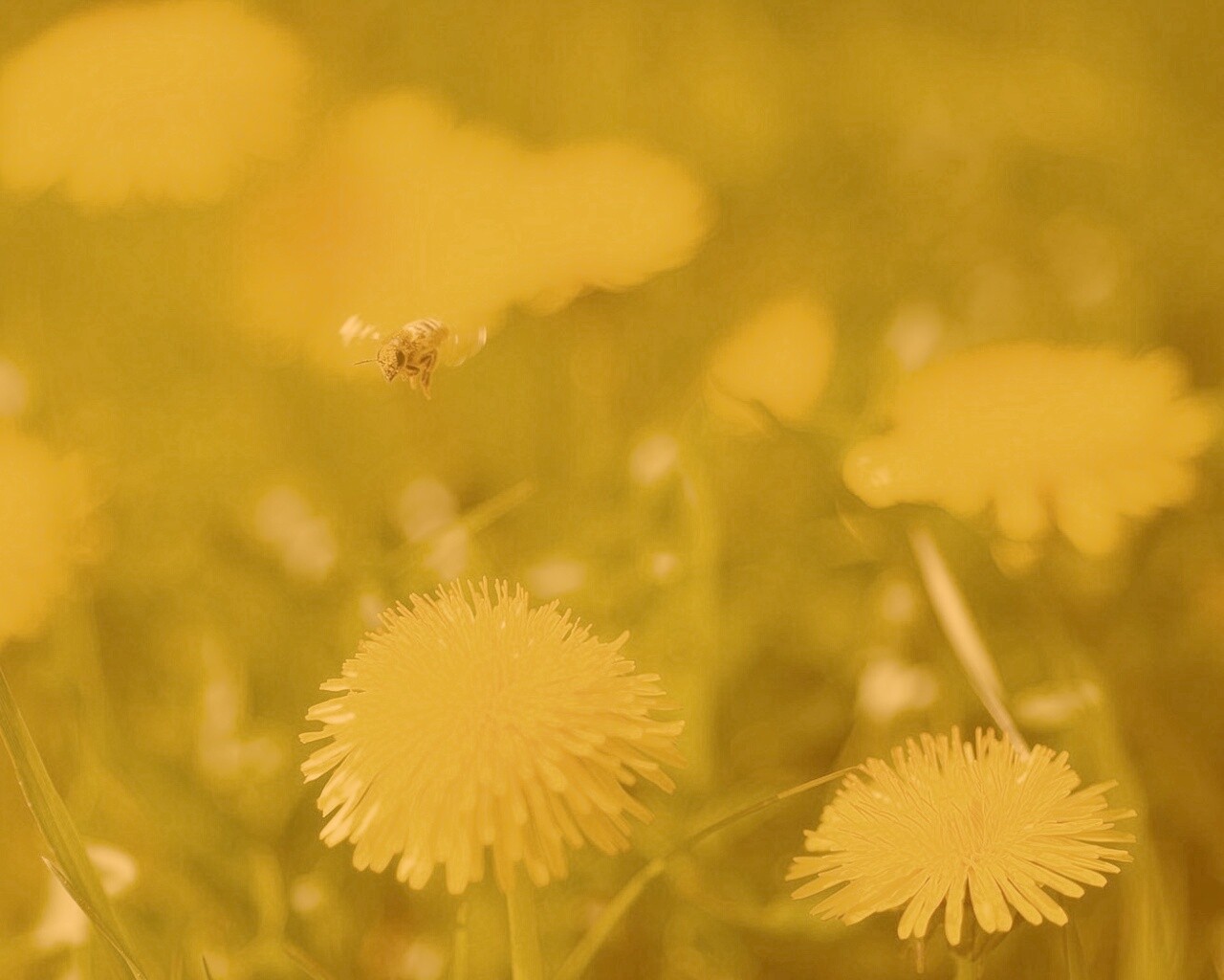 Пчёлка пролетает над одуванчиками обои