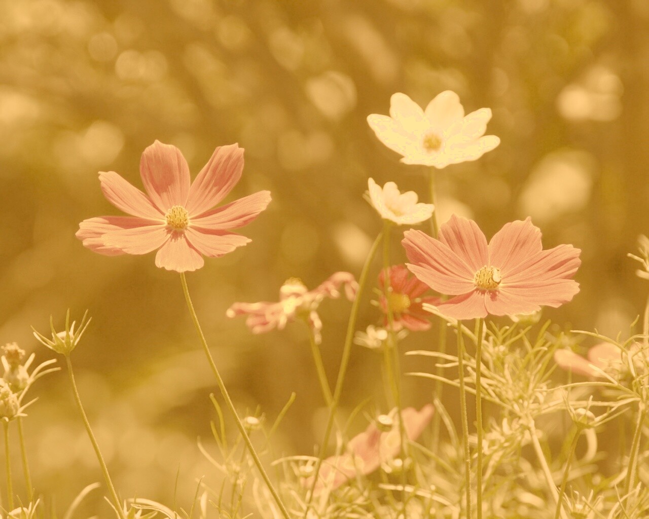 Белые и розовые цветочки обои