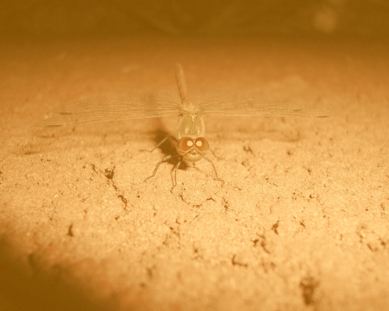 Стрекоза обои