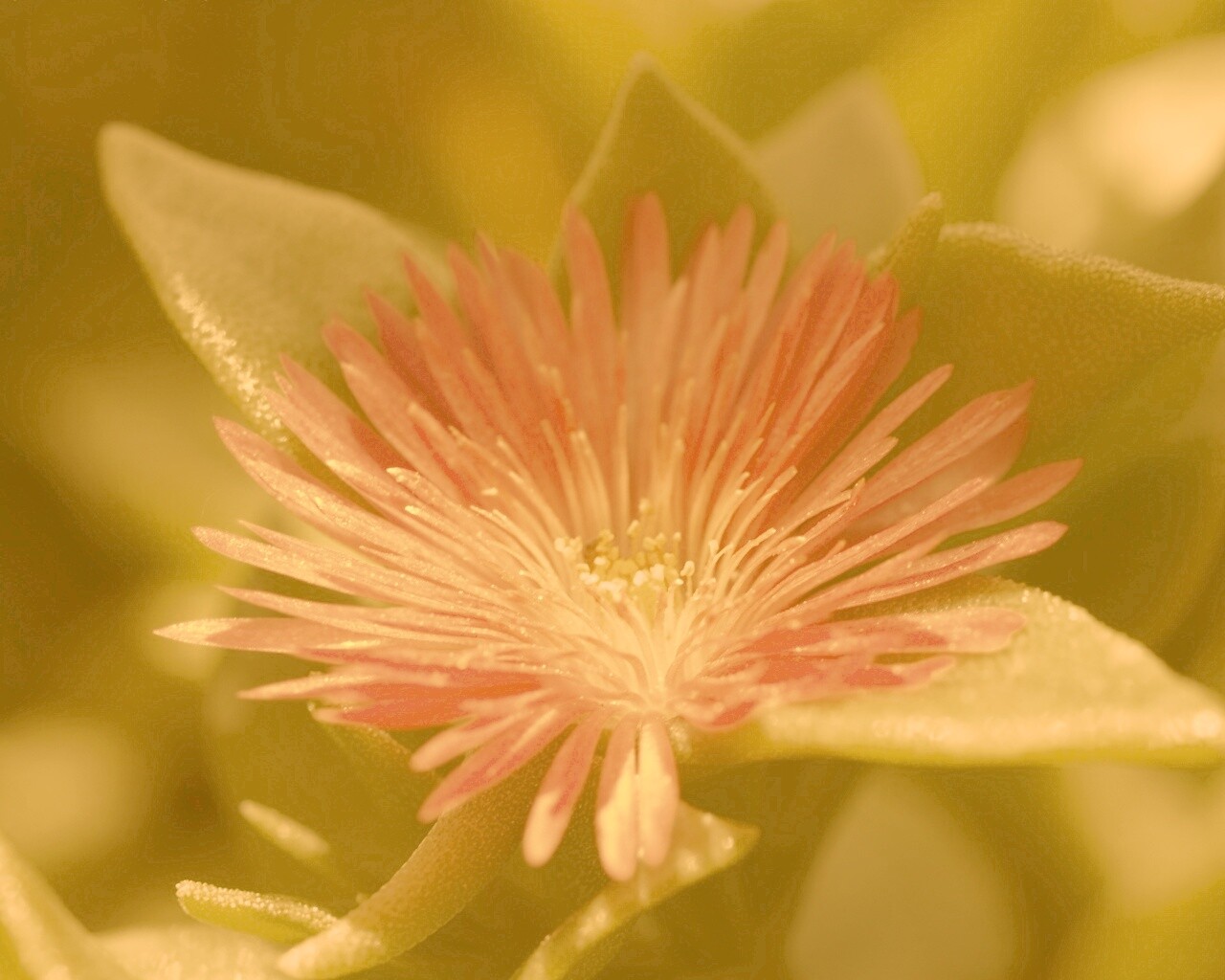 Чудесный цветок обои