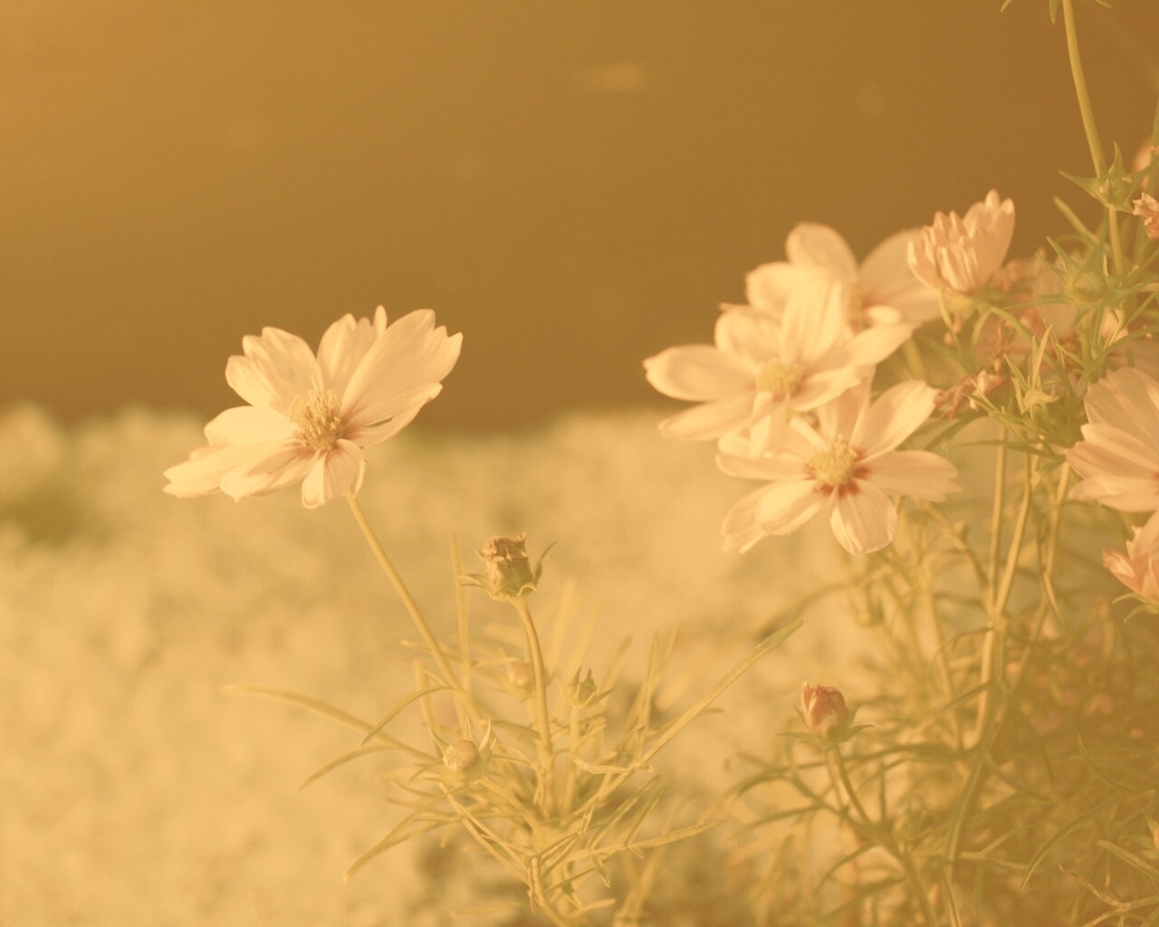 Полевой цветок обои