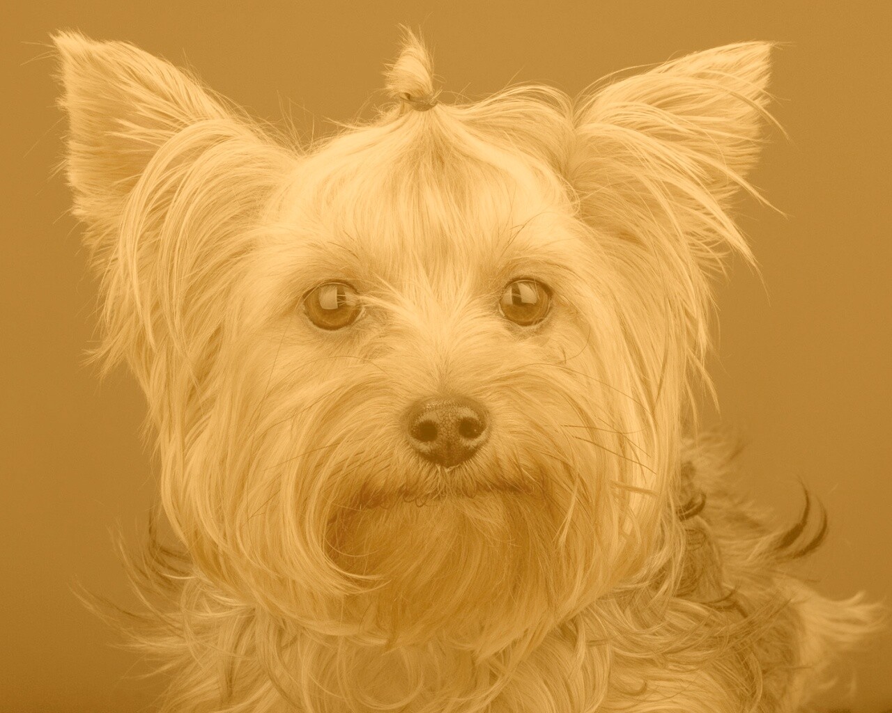 Йоркширский терьер обои