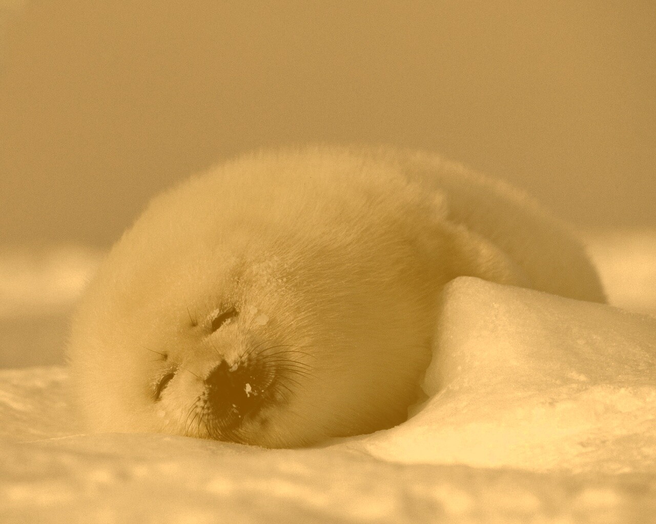Гренландский тюлень обои