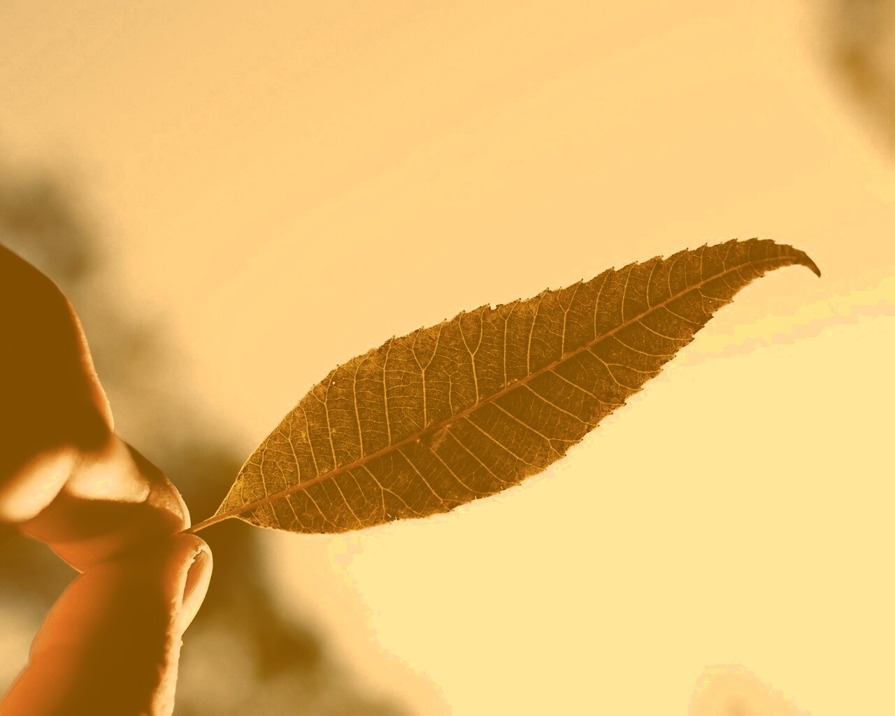 Листик в пальцах обои