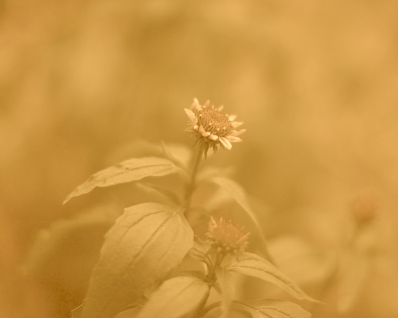 Фотография цветка обои