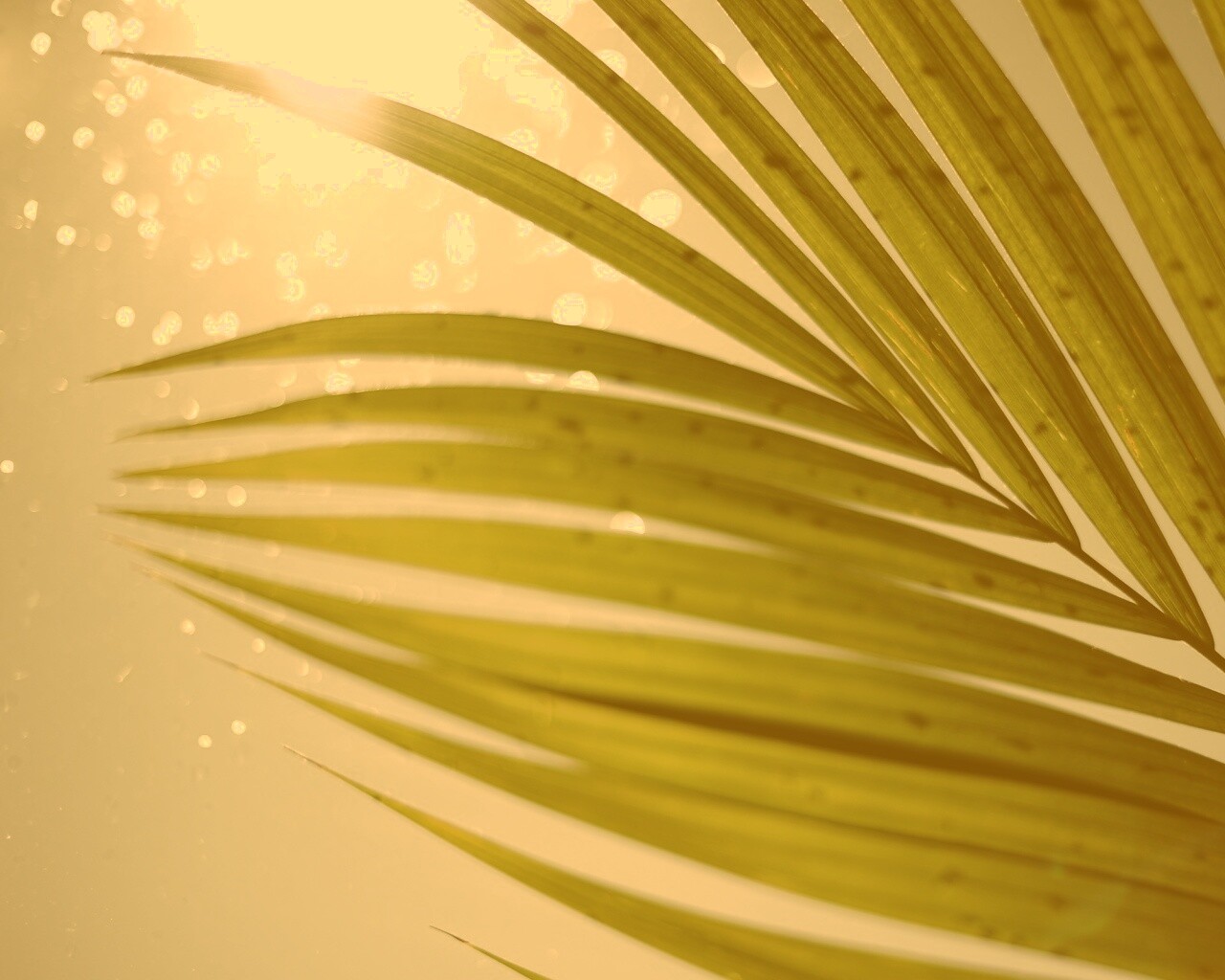 Солнце просвечивает сквозь пальмовый лист обои