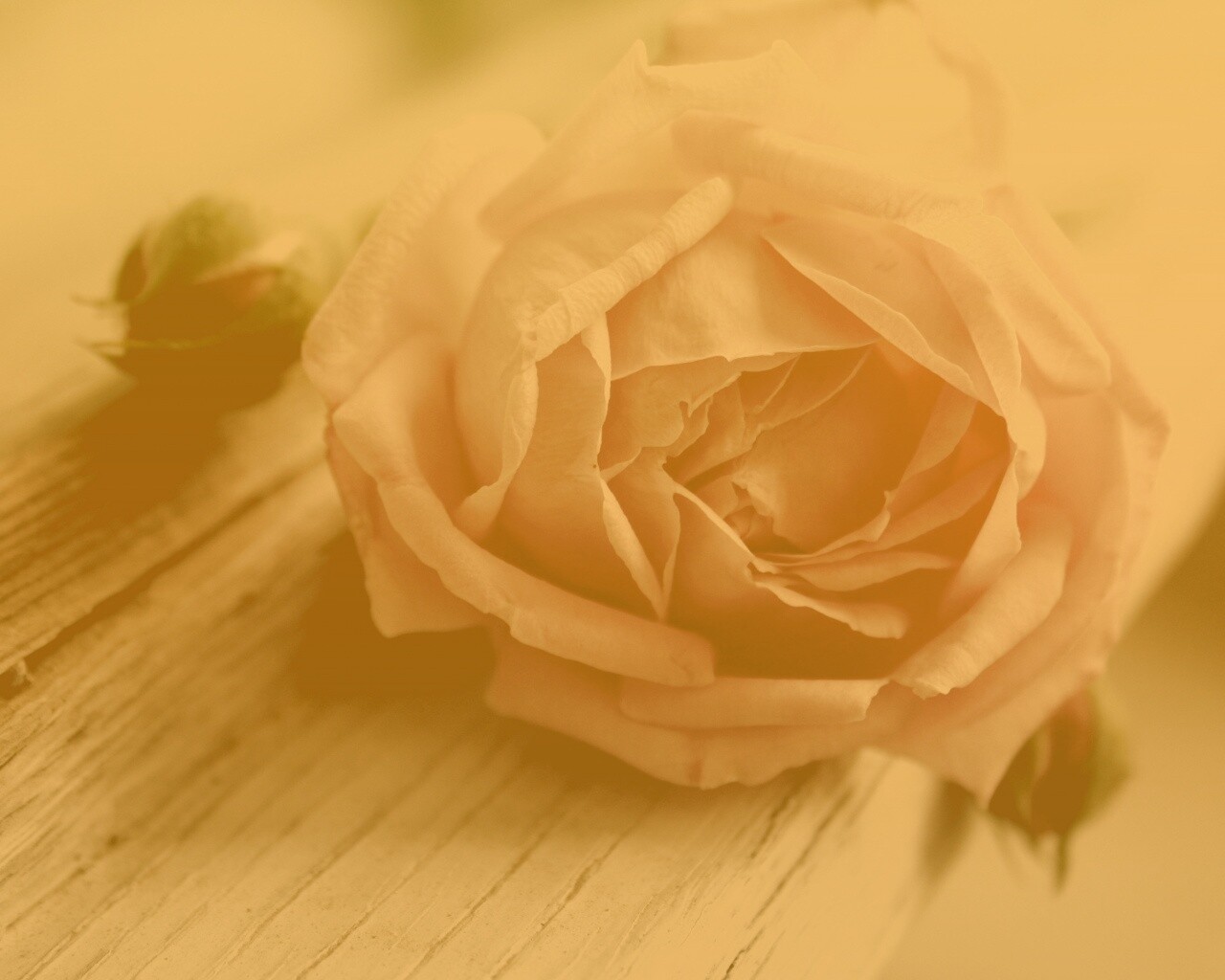 Бутон нежной розы обои