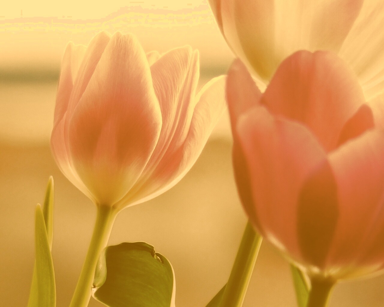 Тюльпаны обои