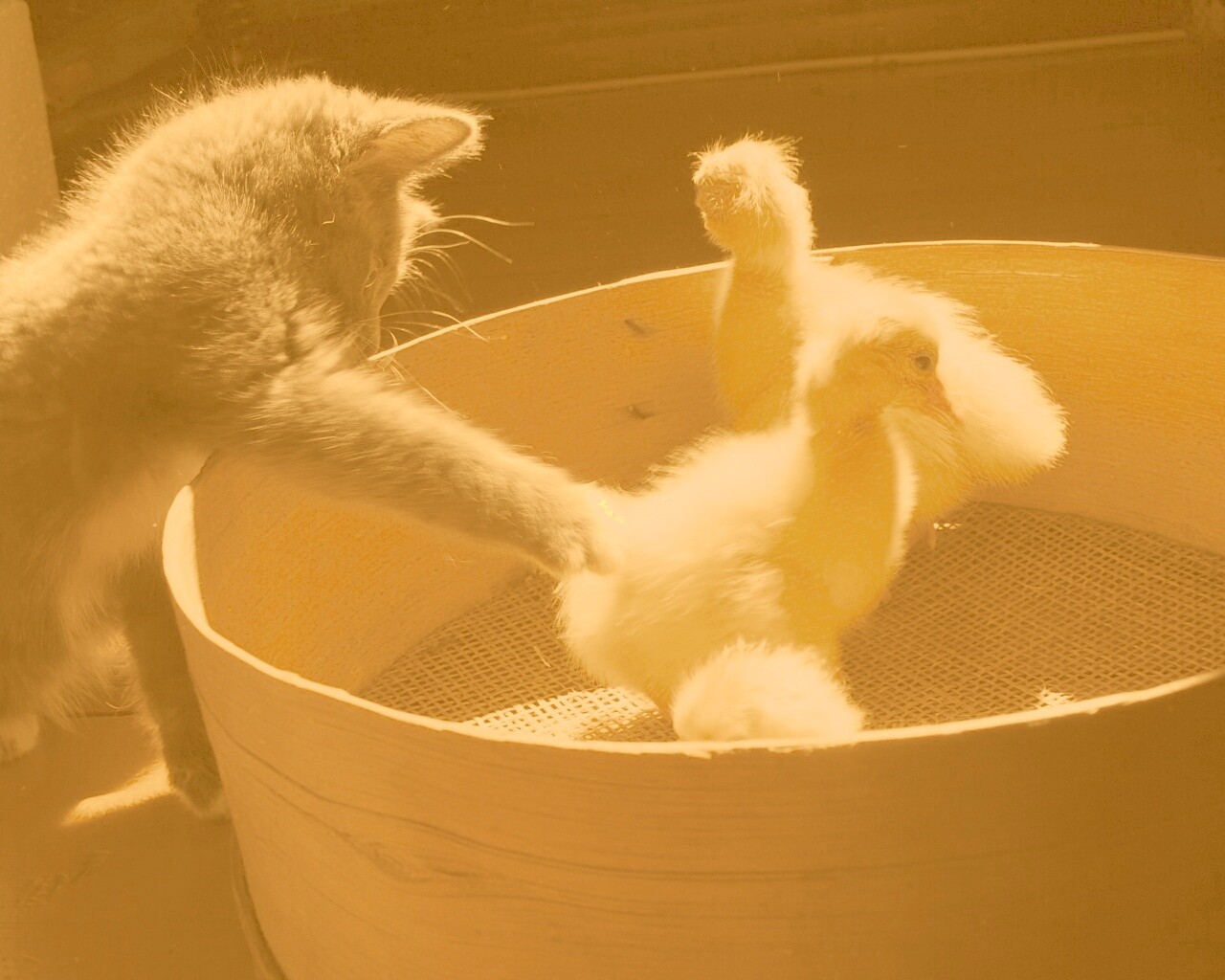 Котенок играет с утятами обои