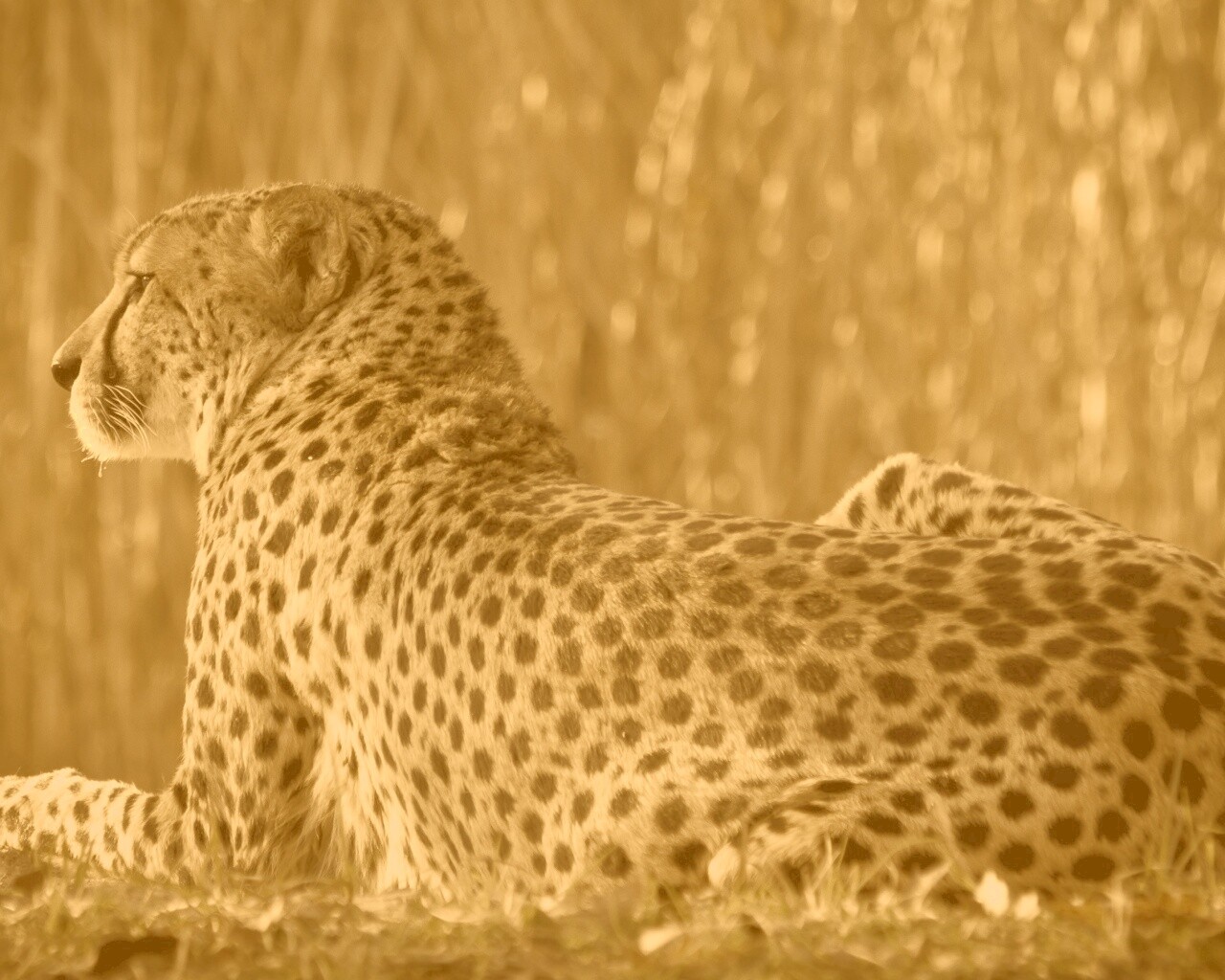 Гепард обои